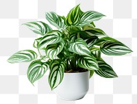 PNG Plant houseplant leaf freshness transparent background