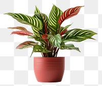 PNG Plant houseplant leaf freshness transparent background