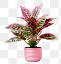 PNG Plant houseplant flower leaf transparent background