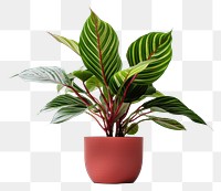 PNG Plant houseplant leaf freshness transparent background