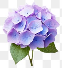 PNG Hydrangea flower petal plant transparent background