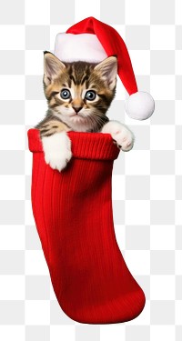 PNG Christmas kitten portrait mammal transparent background