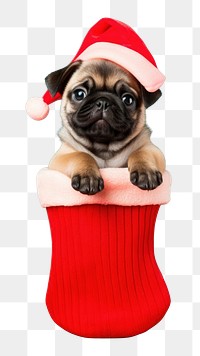 PNG Puppy christmas portrait mammal transparent background