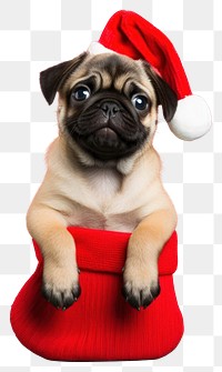 PNG Puppy christmas portrait mammal transparent background