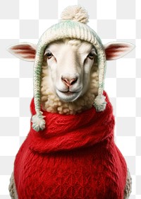 PNG Sheep livestock portrait sweater transparent background