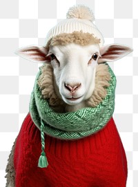 PNG Sweater sheep livestock portrait transparent background