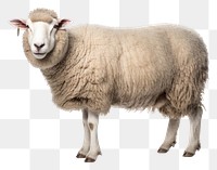 PNG Sheep livestock animal mammal transparent background