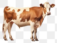 PNG Cow livestock mammal cattle transparent background