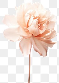PNG Flower rose petal plant. AI generated Image by rawpixel.