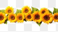 PNG Flower sunflower plant white background. AI generated Image by rawpixel.