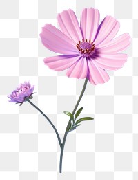 PNG Flower blossom nature petal. AI generated Image by rawpixel.
