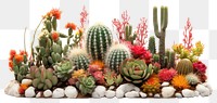 PNG Cactus plant decoration transparent background