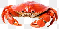 PNG Seafood crab lobster animal transparent background