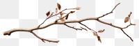 PNG Branch plant tree leaf transparent background