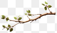 PNG Branch plant leaf tree transparent background