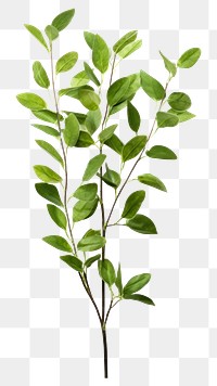 PNG Branch plant green herbs transparent background