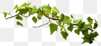 PNG Plant leaf vine ivy transparent background