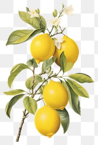 PNG Fruit lemon plant food transparent background