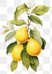 PNG Fruit lemon plant grapefruit transparent background