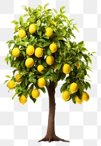 PNG Lemon plant fruit tree transparent background