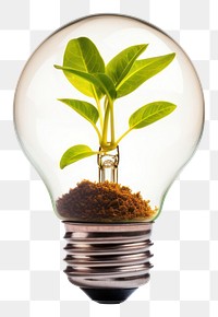 PNG Light plant lightbulb electricity transparent background