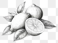 PNG Monochrome drawing sketch fruit transparent background