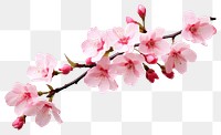 PNG Blossom flower branch plant transparent background