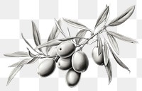 PNG Drawing sketch olive illustrated. AI generated Image by rawpixel.