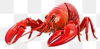 PNG Seafood lobster animal white background. AI generated Image by rawpixel.
