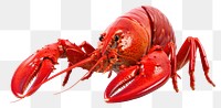 PNG Seafood lobster animal  