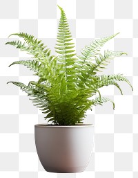 PNG Fern plant leaf houseplant. 