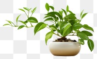 PNG Plant houseplant leaf transparent background.