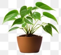 PNG Plant houseplant leaf transparent background. AI generated Image by rawpixel.