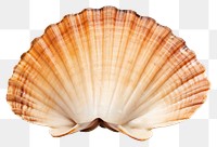 PNG Seafood seashell clam transparent background. AI generated Image by rawpixel.