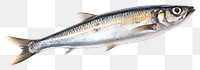 PNG Seafood sardine animal fish. AI generated Image by rawpixel.