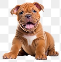 PNG  Puppy bulldog mammal animal. AI generated Image by rawpixel.