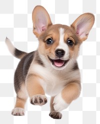 PNG  Puppy chihuahua mammal animal. AI generated Image by rawpixel.