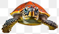 PNG Reptile animal turtle sea transparent background