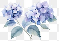 PNG Hydrangea flower petal plant. 