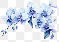 PNG Flower orchid blossom plant transparent background