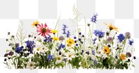 PNG Flower outdoors blossom nature transparent background