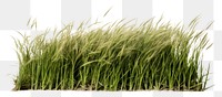 PNG Grass plant field transparent background