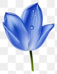 PNG Tulip flower petal plant transparent background