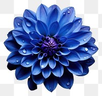 PNG Dahlia flower plant blue transparent background