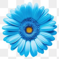 PNG Flower petal daisy plant transparent background