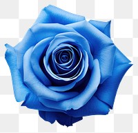 PNG Rose flower plant blue transparent background