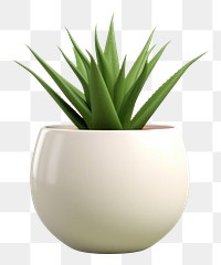 PNG Plant aloe vase wheatgrass. 