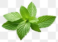 PNG Peppermint tea plant herbs leaf