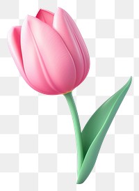 PNG Flower tulip blossom plant. 