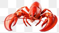 PNG Lobster seafood animal  